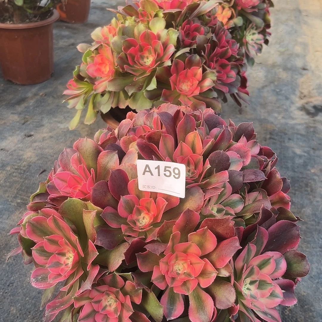 李***白159香飞多肉法师111