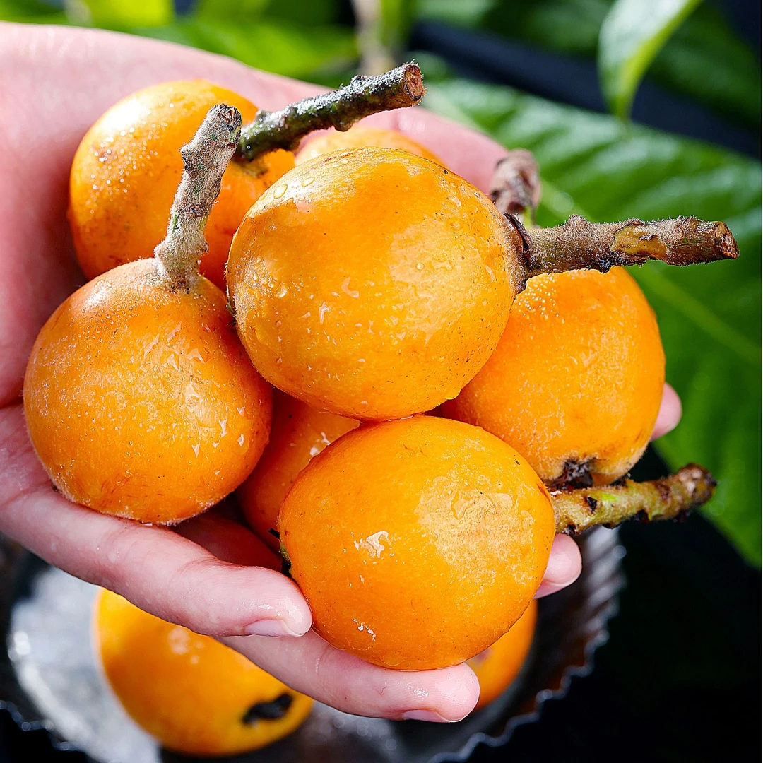 【露天生态枇杷】新鲜大五星枇杷当季现摘枇杷果轻食香甜多汁包邮