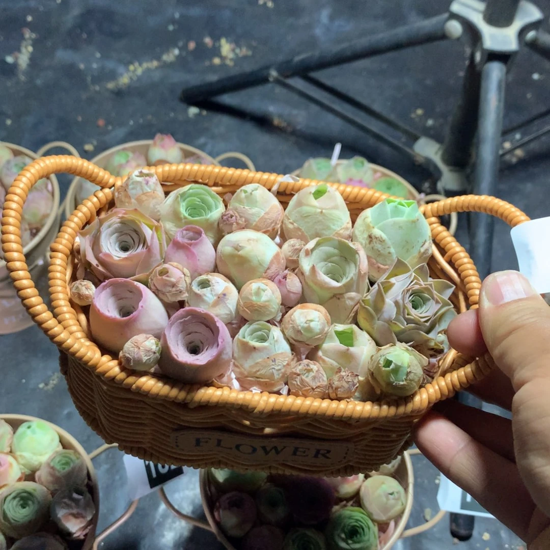 花蓝188含篮子一一