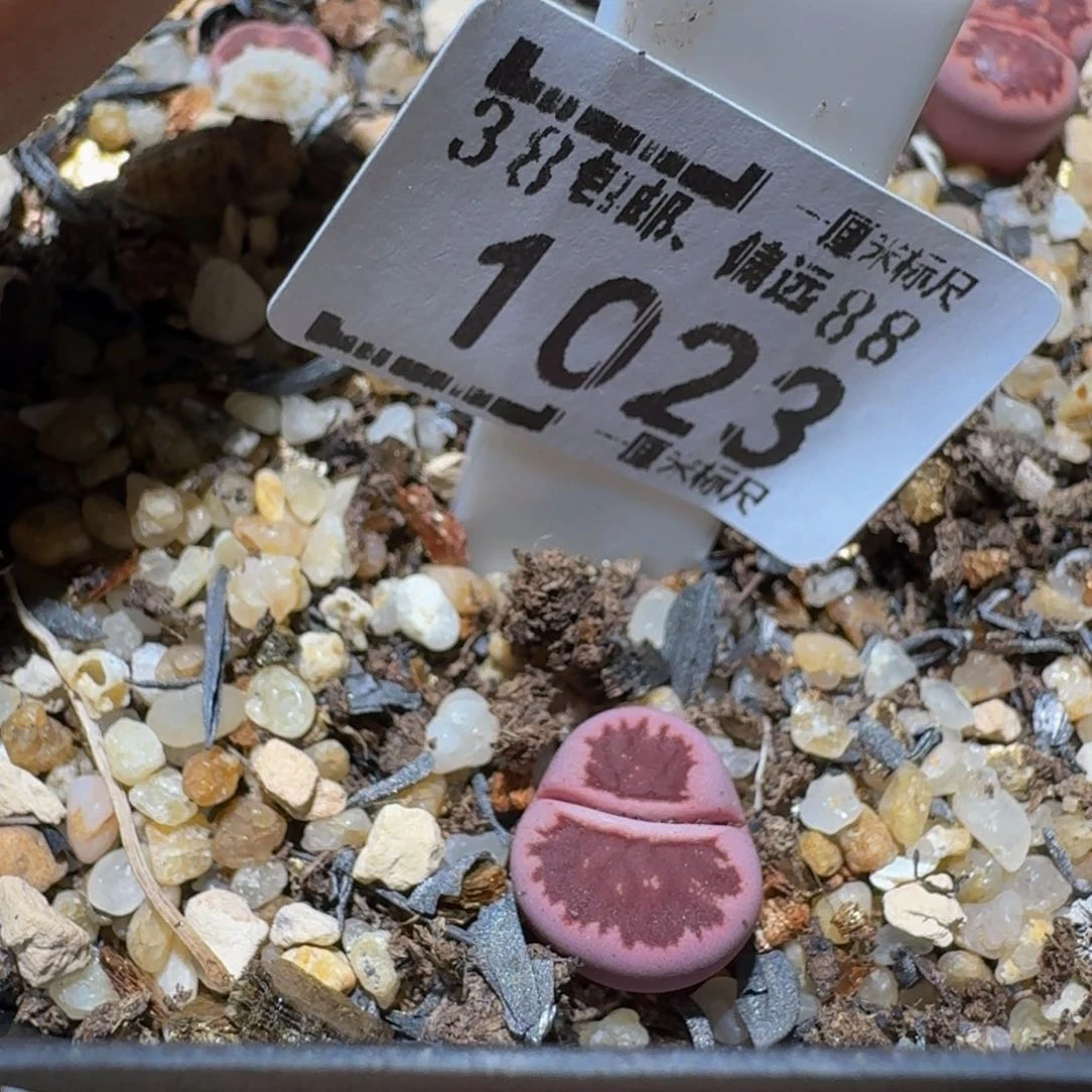 小***乖Ssss生石花肉锥1023