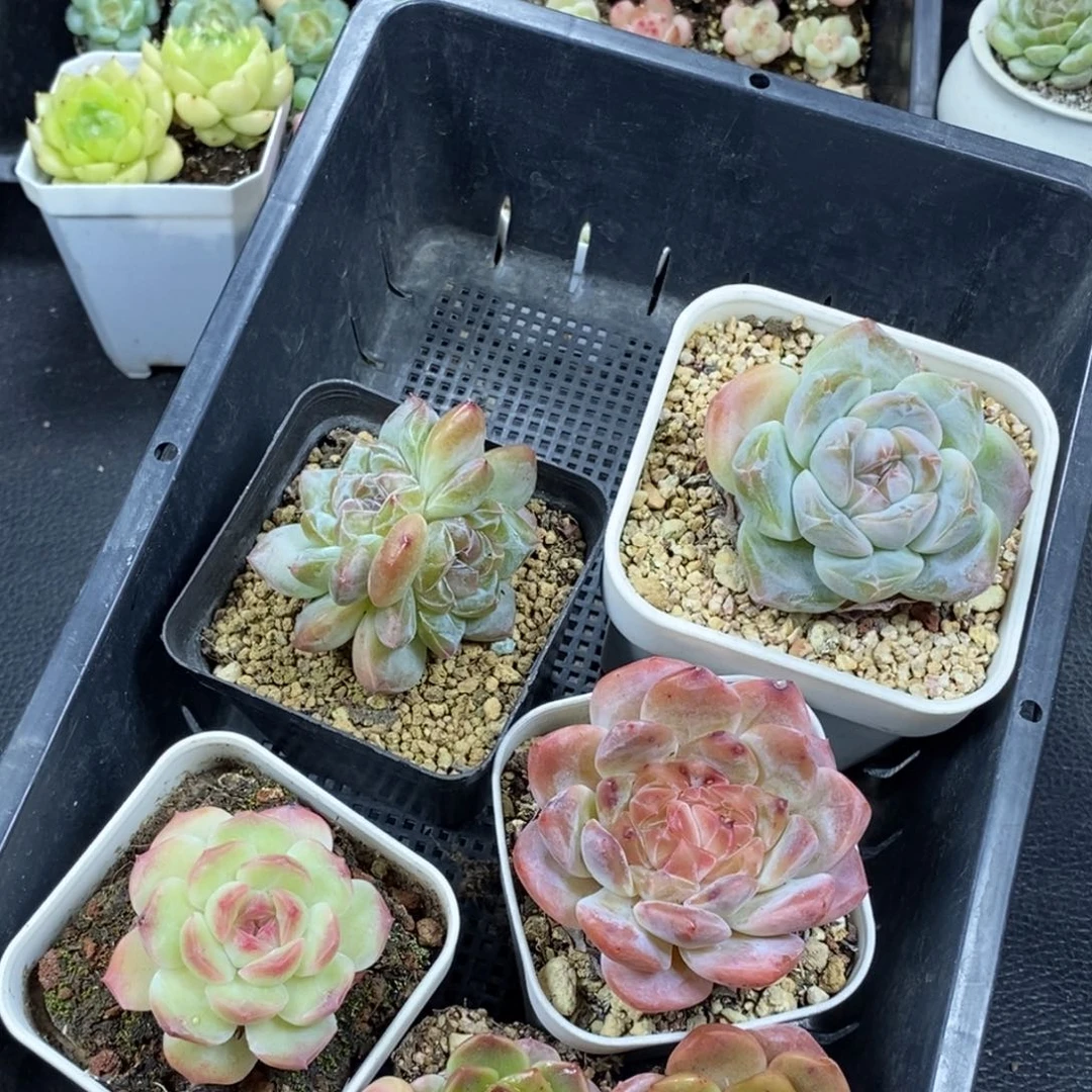 东篱下多肉特价框拍