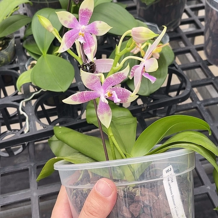 大部分花苞少量开放YC104