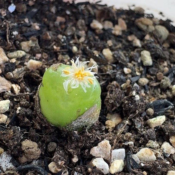 星***影老马生石花雪茄1427