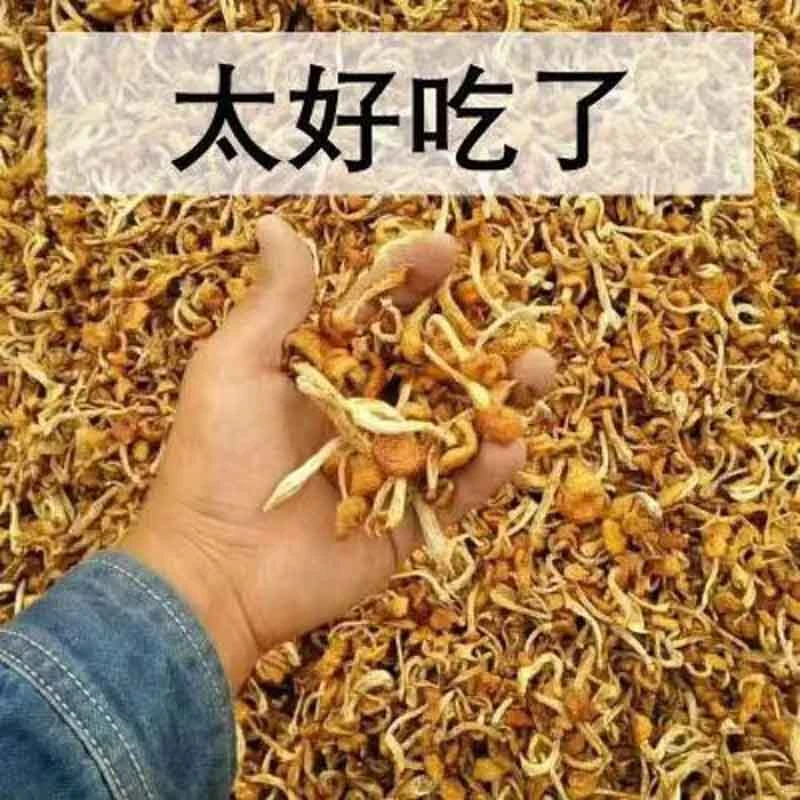 新货滑子菇东北香菇干货新鲜无根小黄菇口感嫩滑营养滑子菇干