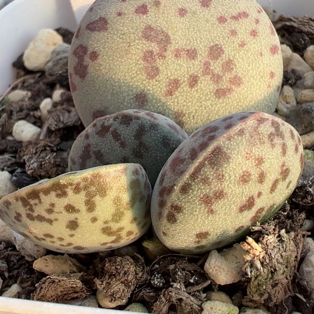 42花蛋大苗圆胖叶