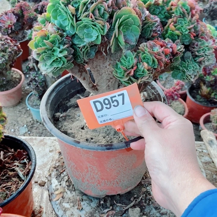 幸***里D957枚贵缀化老庄老浴缸