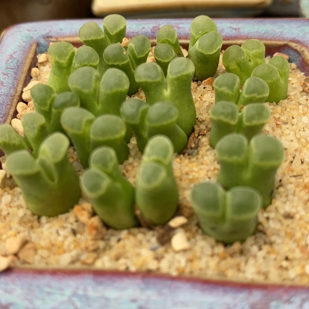 双头粉佛肚风铃1颗买2送1