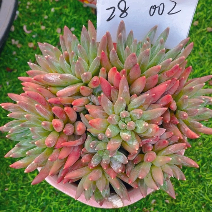 谢谢你的支持00000000028