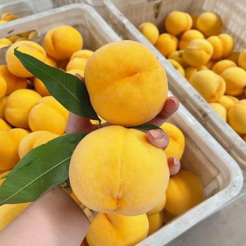 【补贴福利】纯甜黄金蜜硬吃脆甜爽口，软甜多汁新鲜应季净重4.5斤