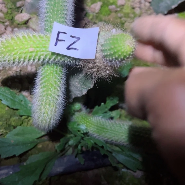 荔*妹F2嫁接九尾狐10