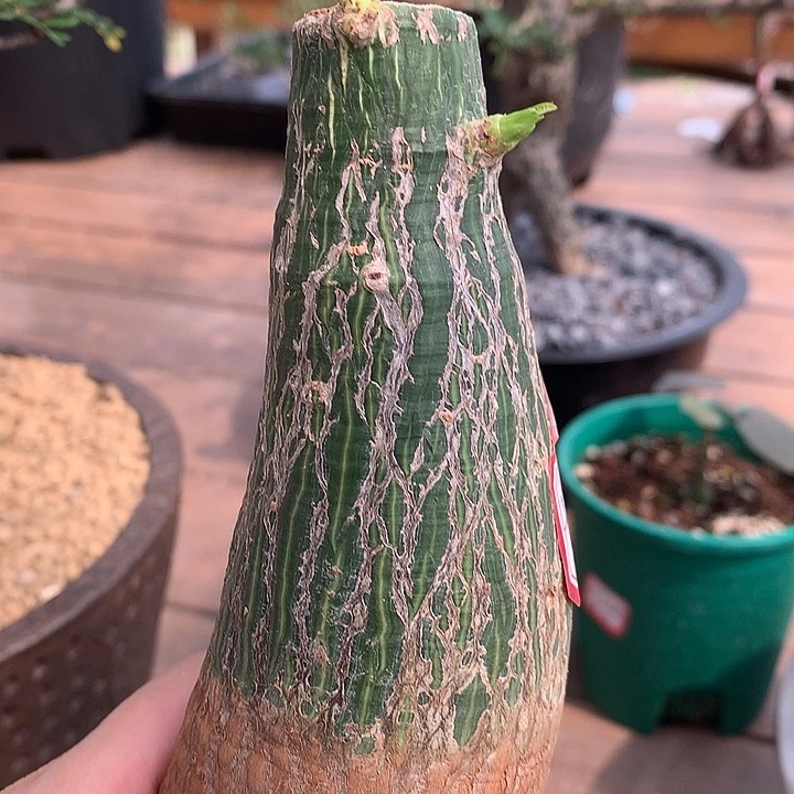 12龟甲木棉哈哈哈哈哈哈哈