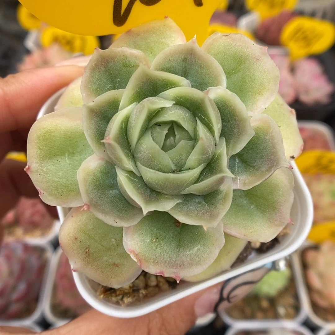 水晶虾饺可拍901号