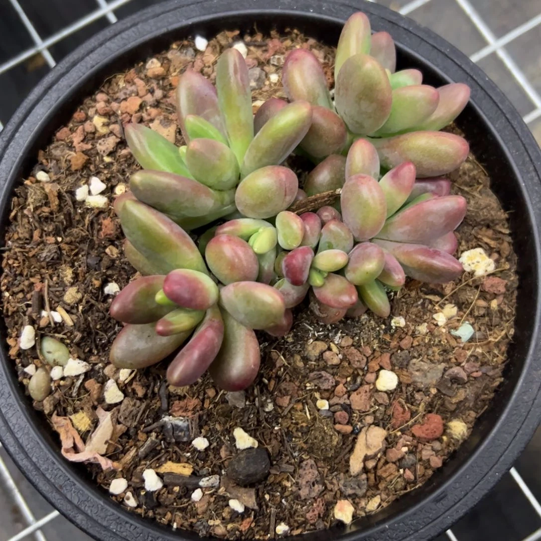 ℳ****杂技18 零零多肉植物