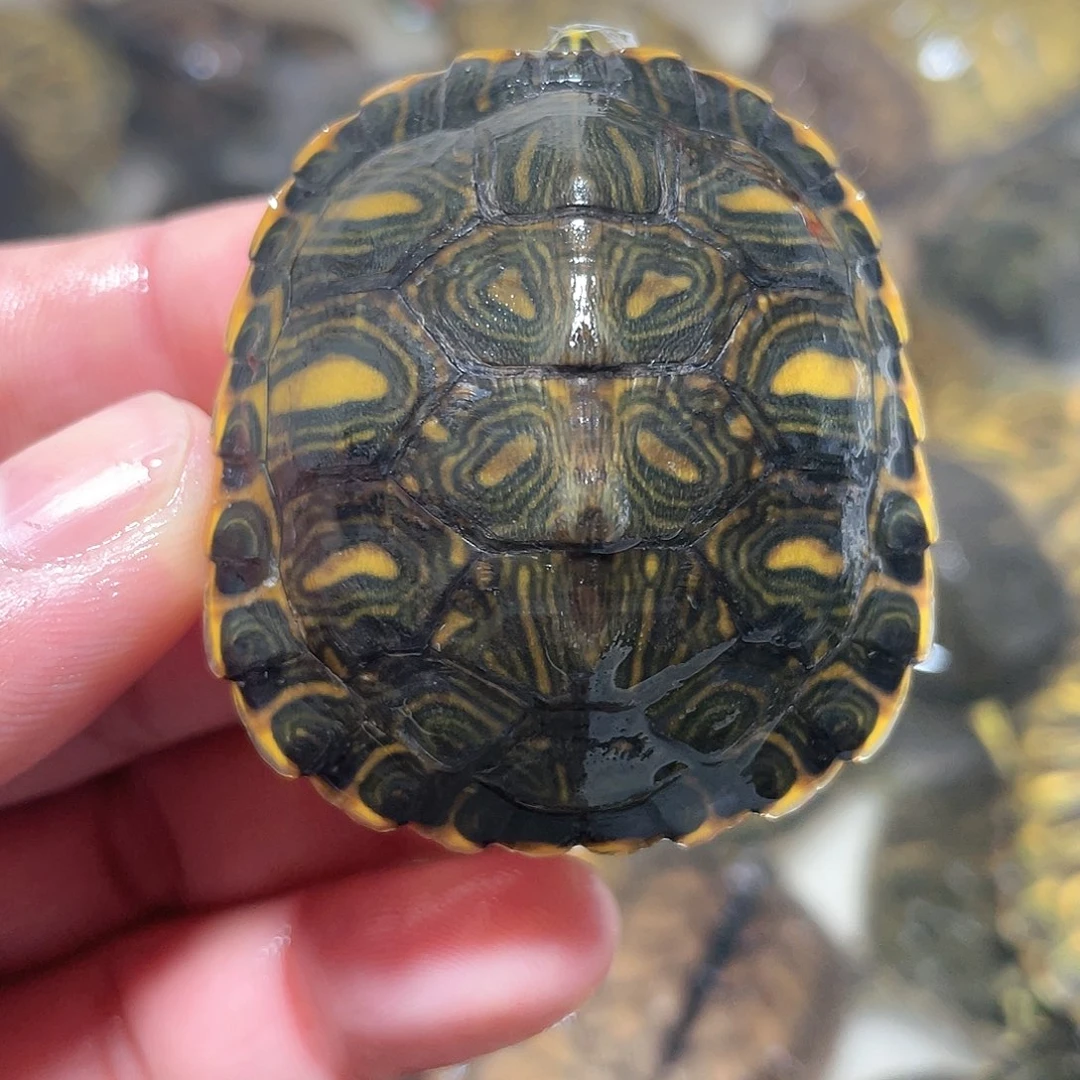 宠物龟不分公母4.8