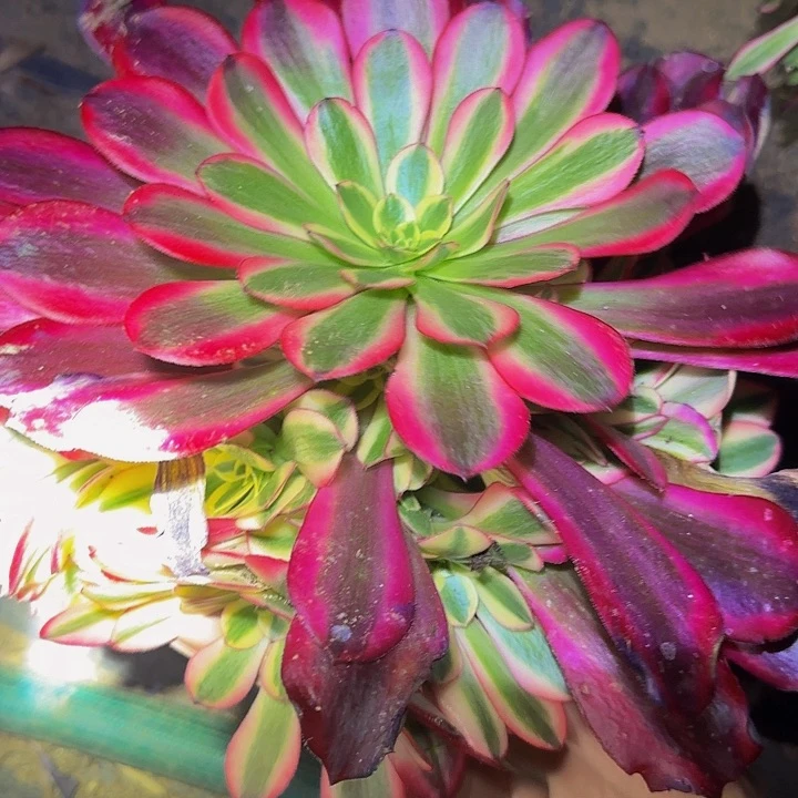 精品美杜莎捧花亏本福利