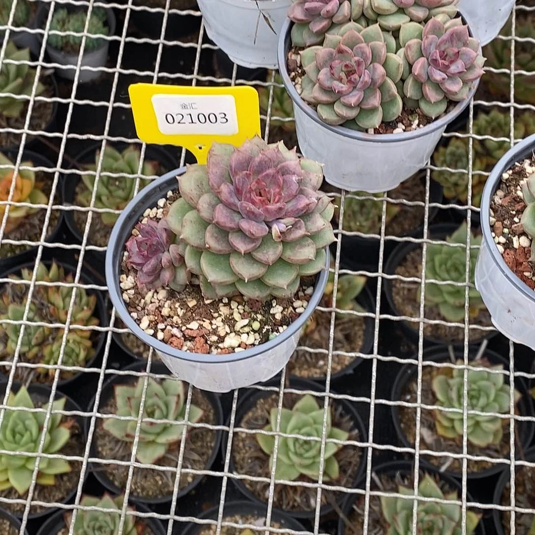 血***疤金汇园艺，021003黑水晶玫瑰