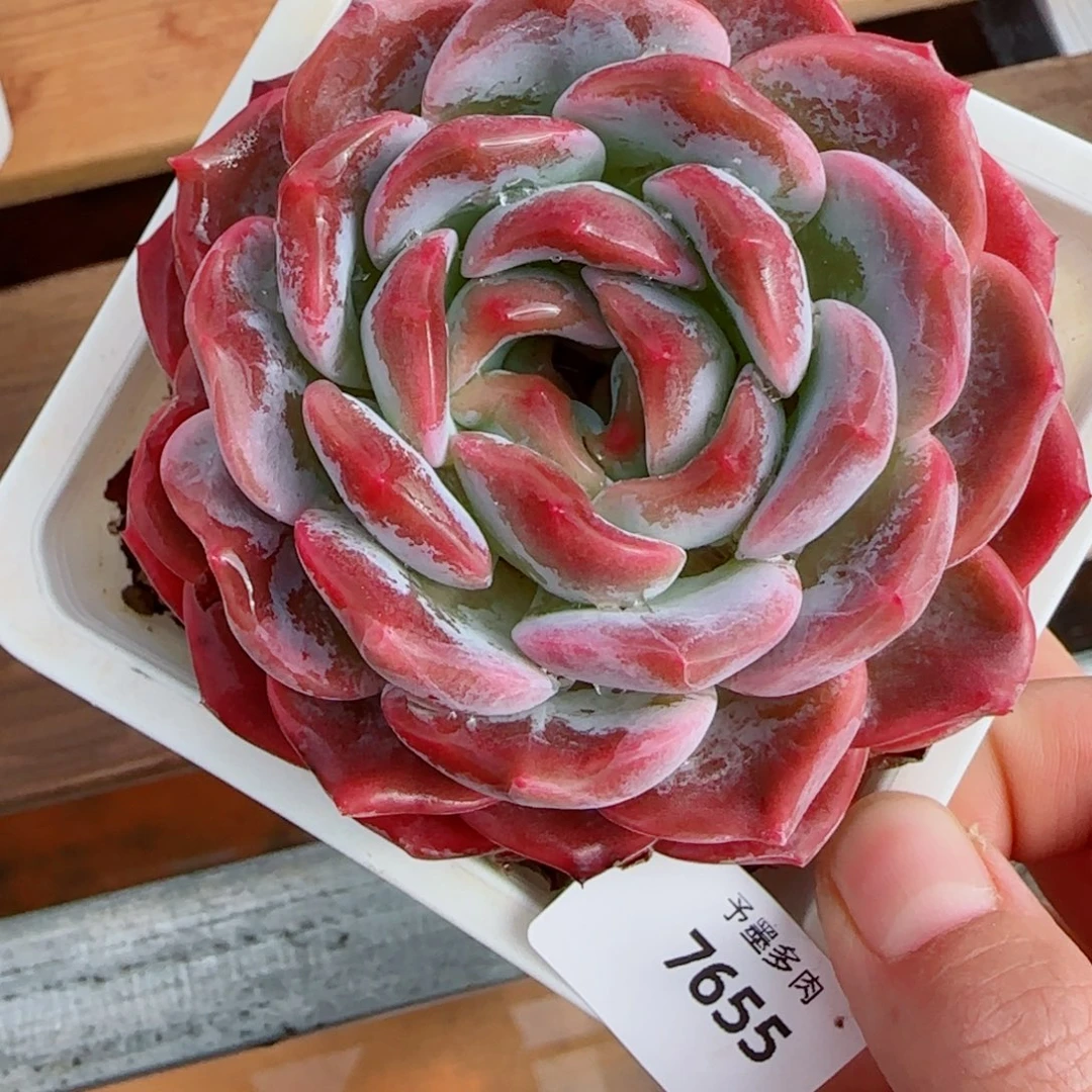 母本冰魄，7655多肉植物