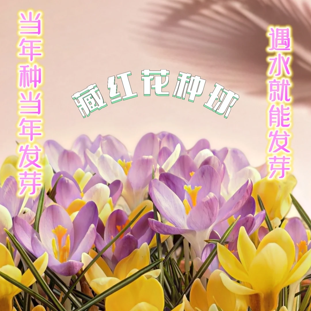 正宗特级藏红花种球