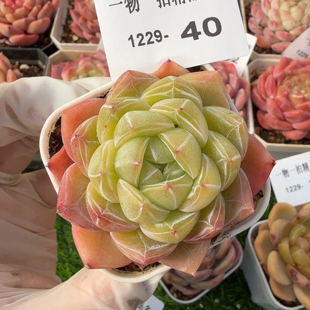 1229-40多肉一物一拍