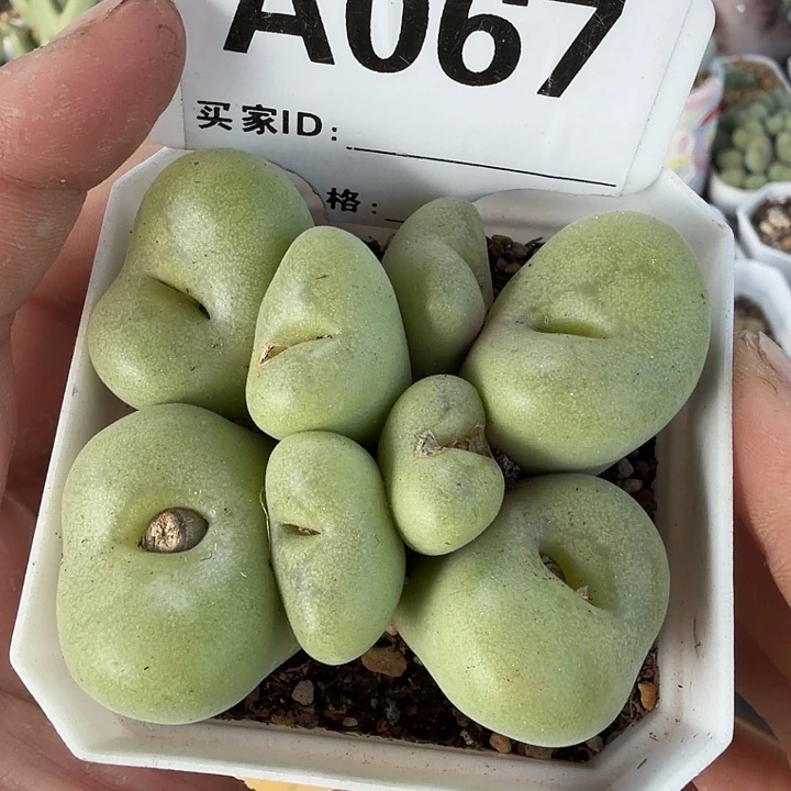 067。满38包邮肉锥