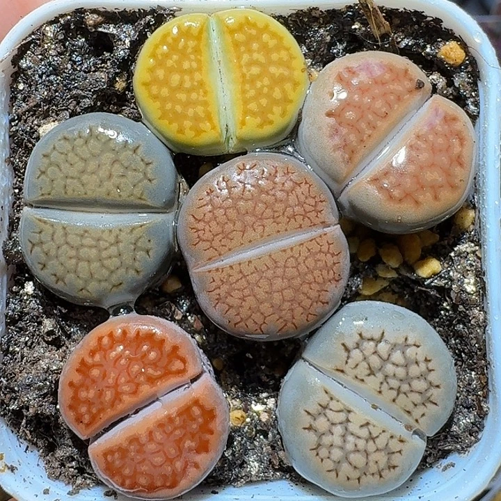 生石花11112122。   297