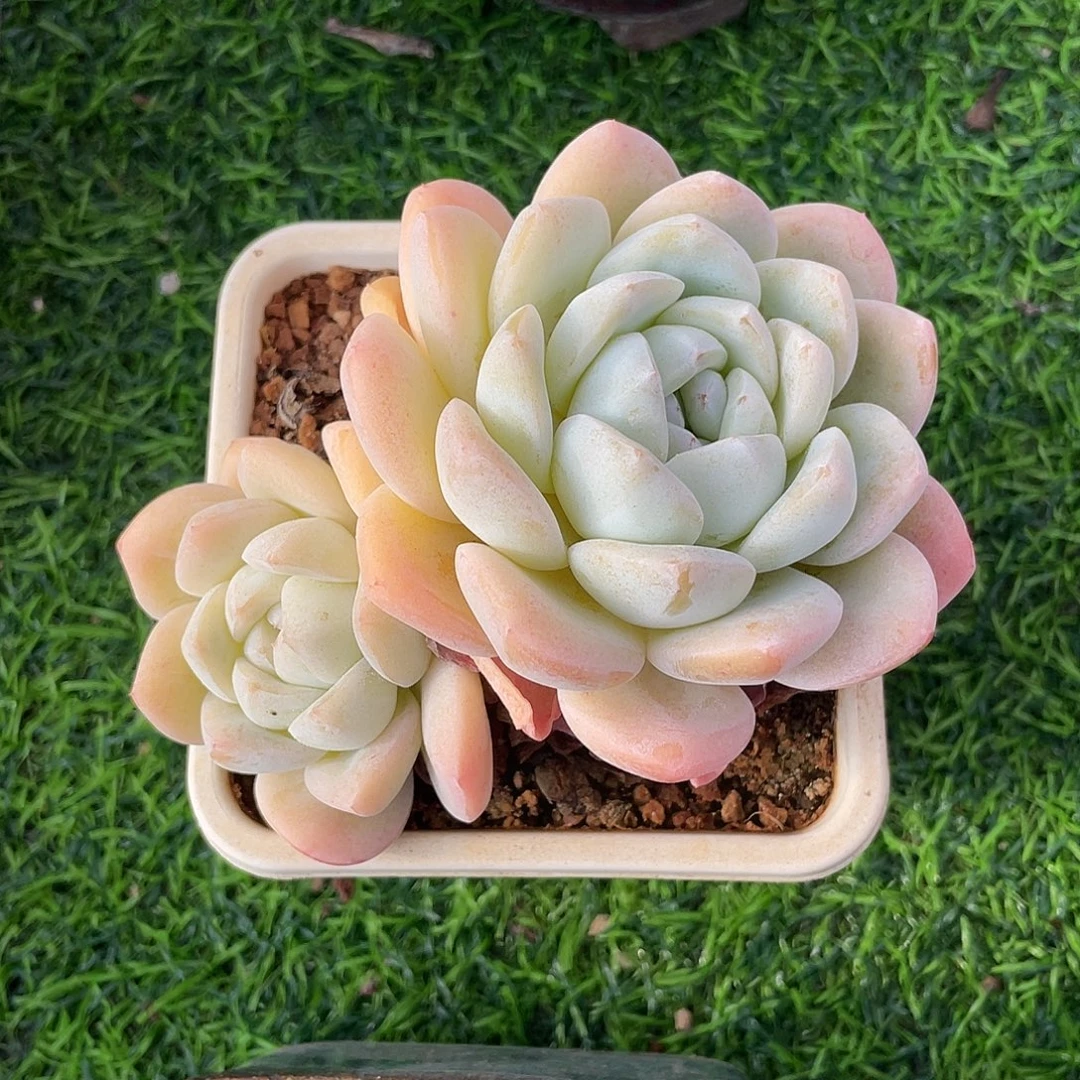 冰玉双头多肉植物一物一拍多肉