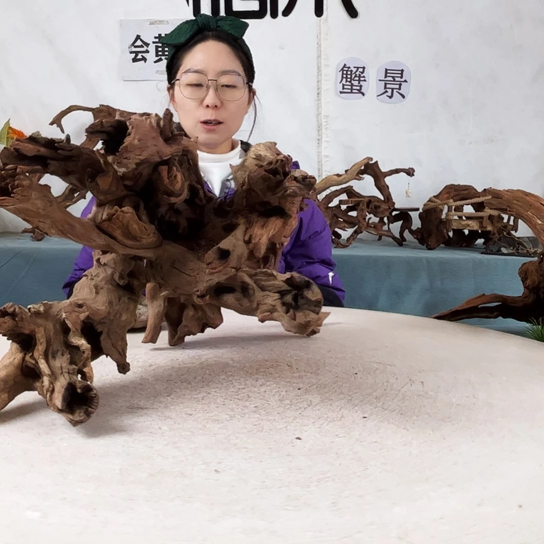 沉木造景爬宠造景