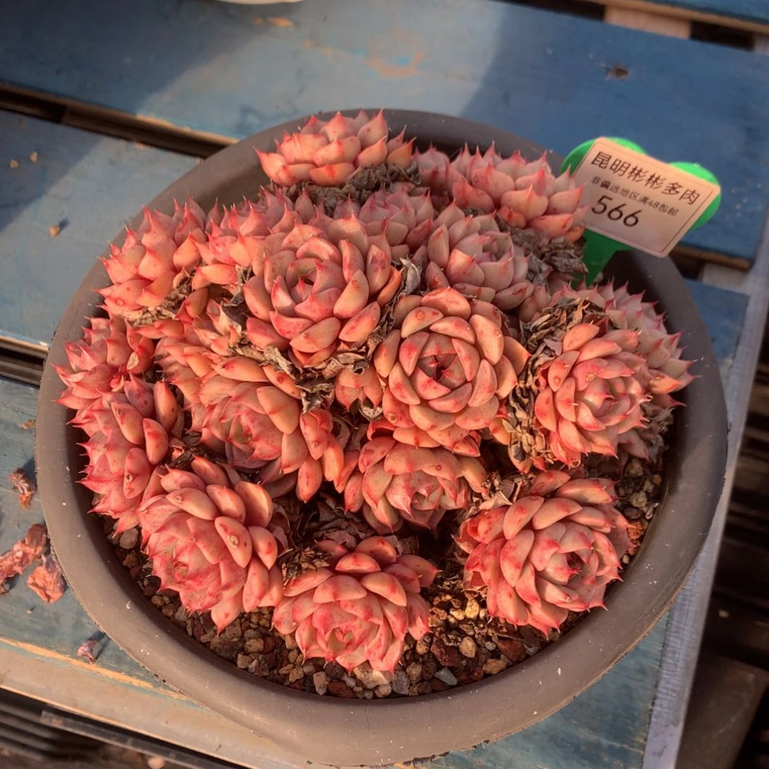 冰*火苯巴蒂斯无砍老桩566