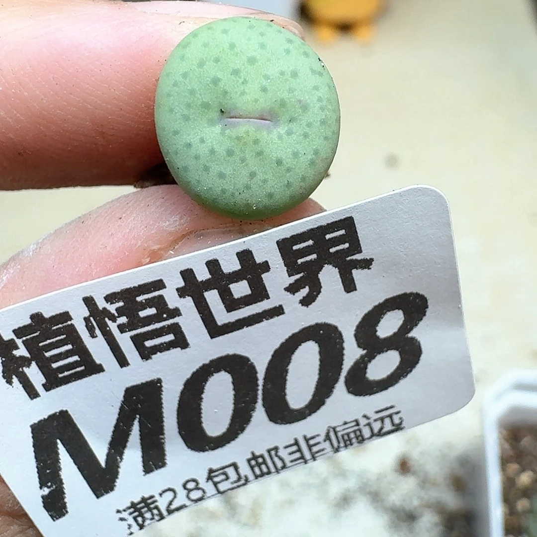 多肉植物的润泽地c