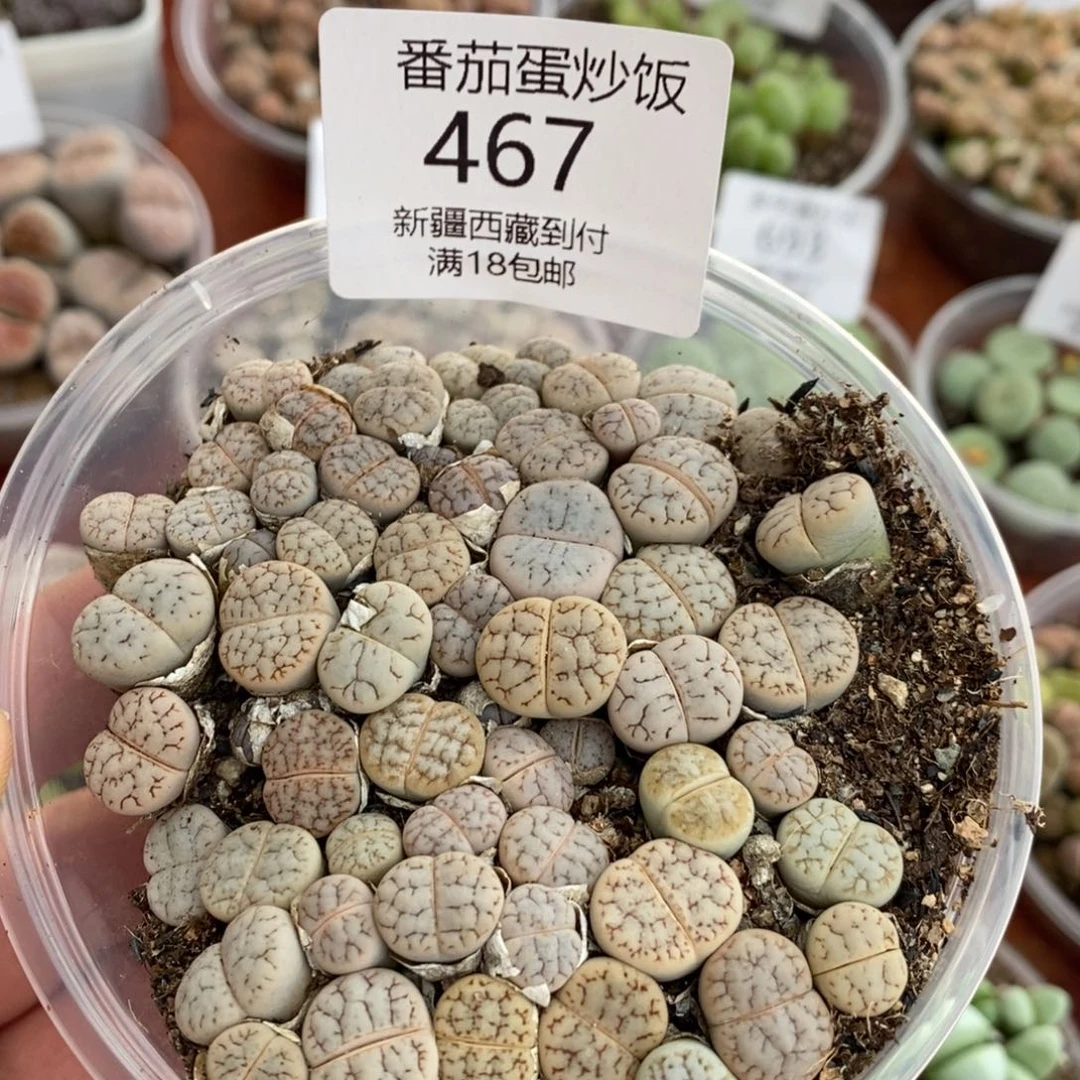 感谢您的光临，00467