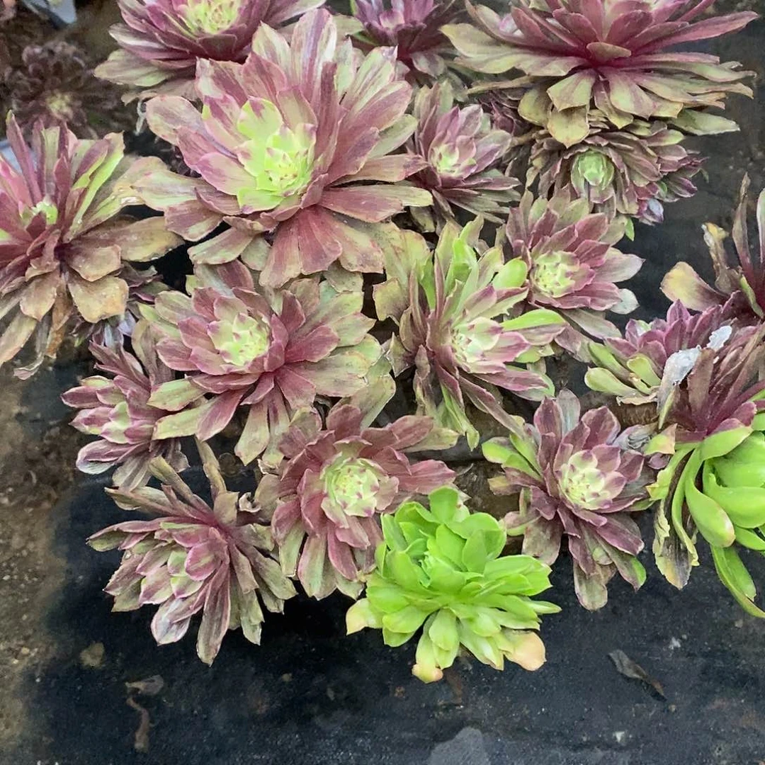 479花脸粉黛多肉老桩