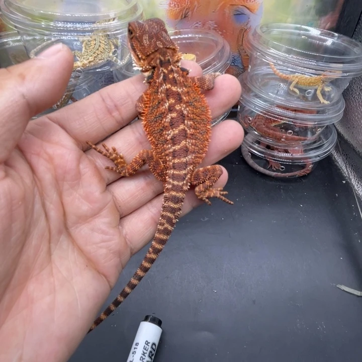 鬃狮蜥鬃狮自己挑