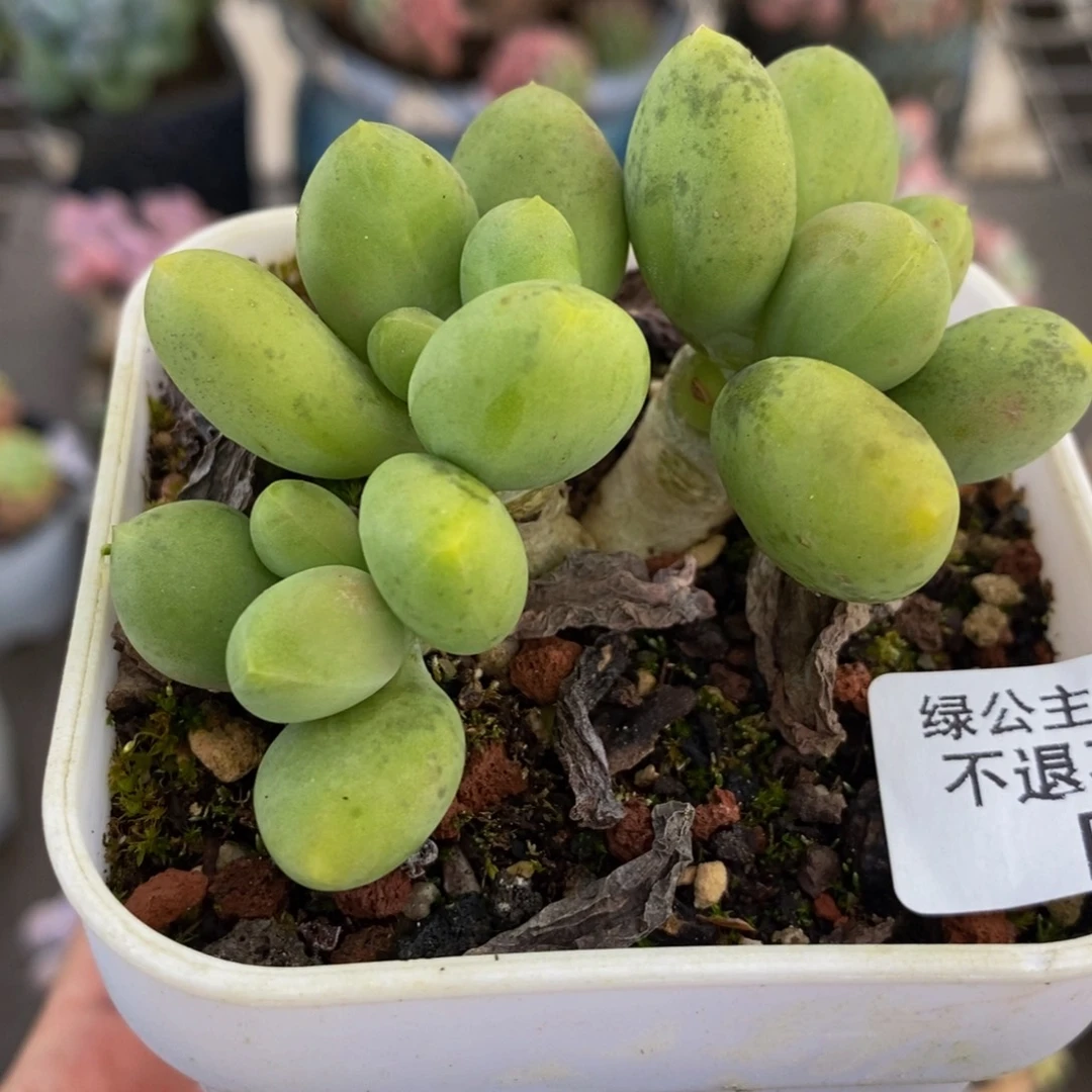 438芒果奶5cm多肉