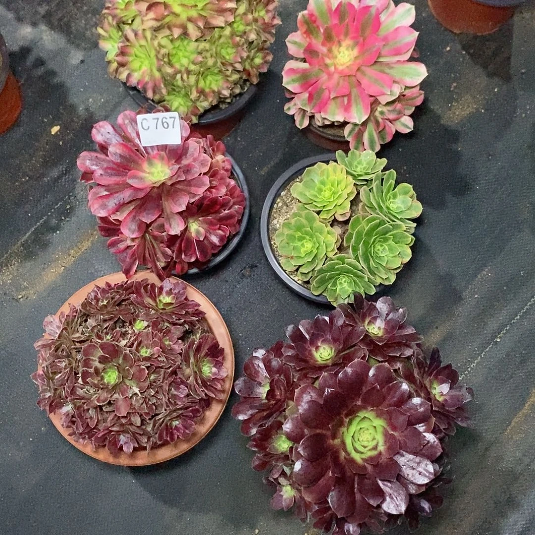 冷***秋组合六科767多肉11111