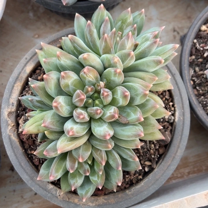 重楼 群生 夏鸣园艺