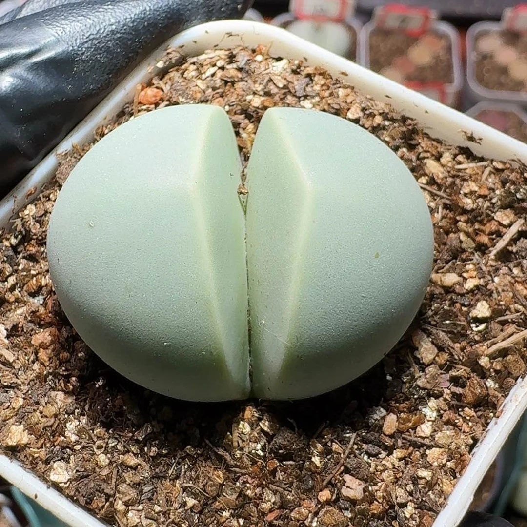 生石花等植物11111111。  261