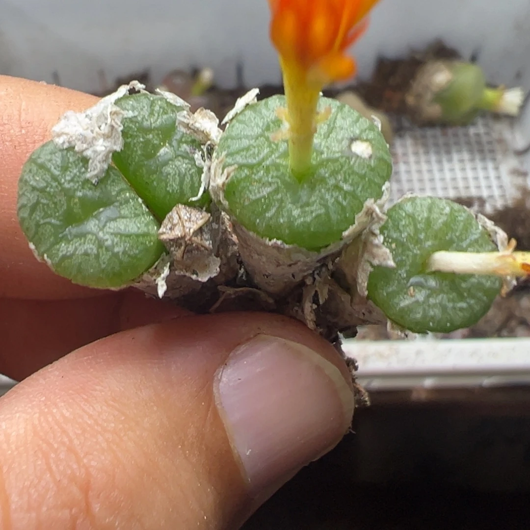 10-131肉锥多肉植物