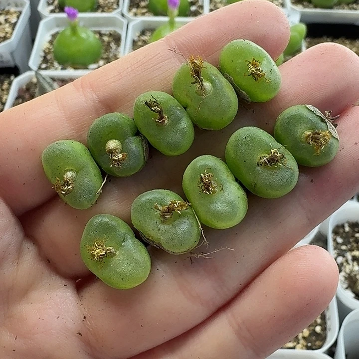 老马生石花水晶鞋818