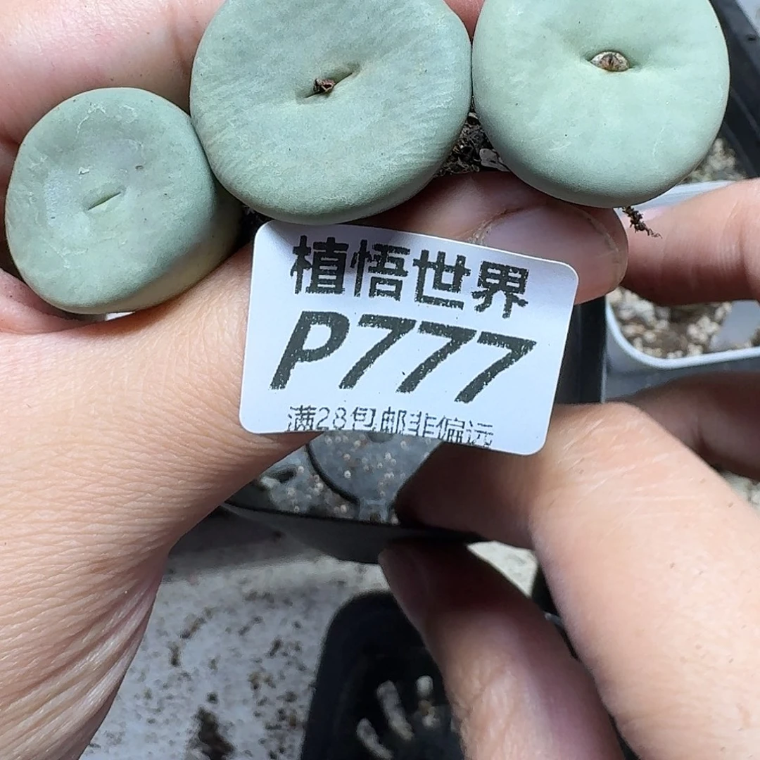 多肉W的润泽的润泽fhhn