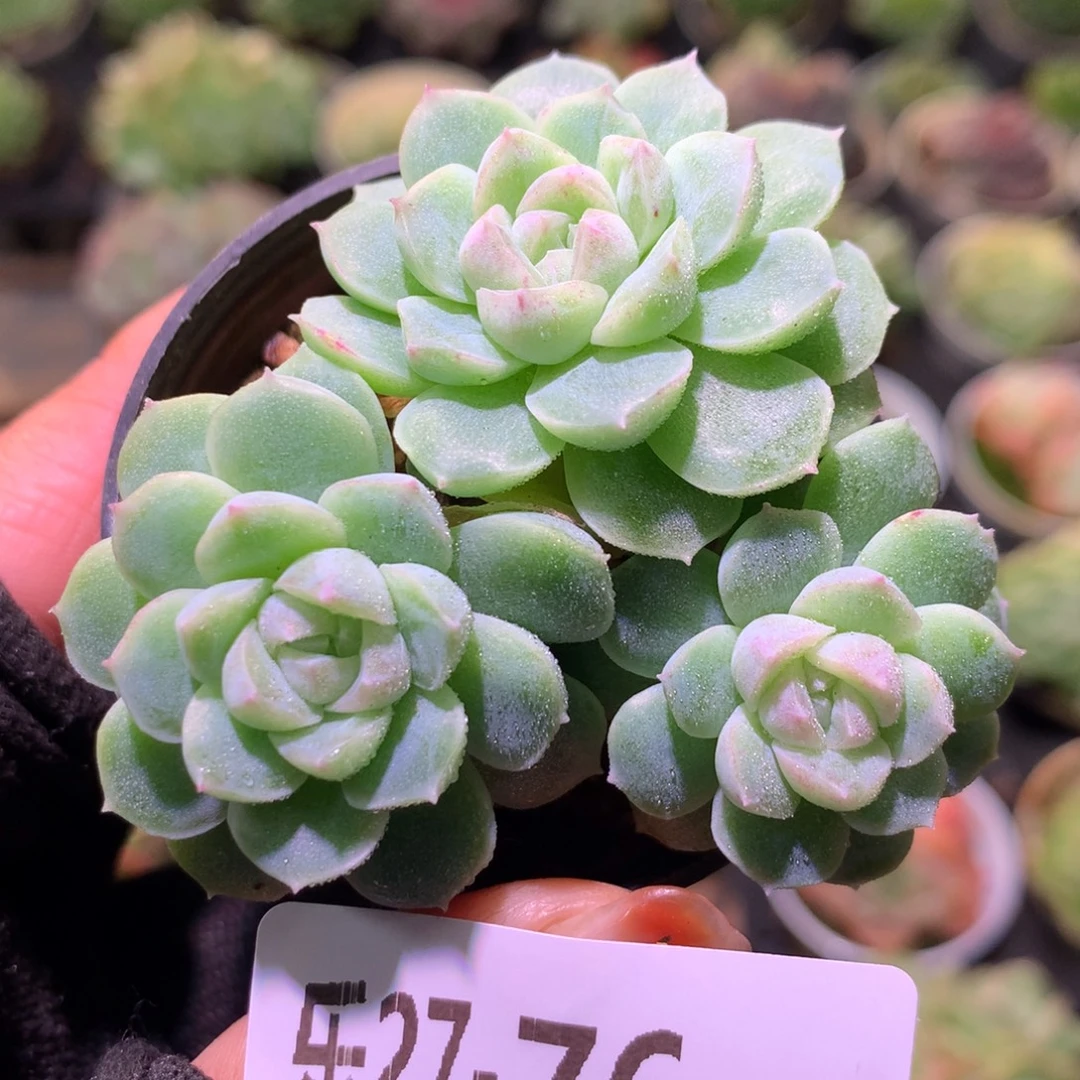 乐然27-76 新品群