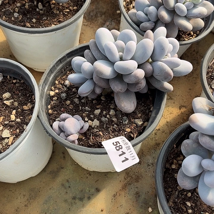 阿雅园艺。        5811