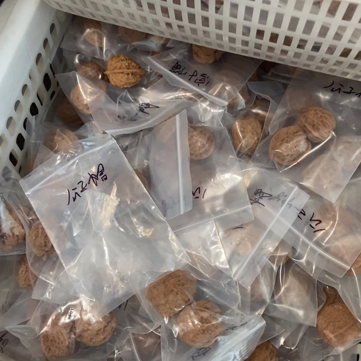 吊坠文玩核桃崔凯