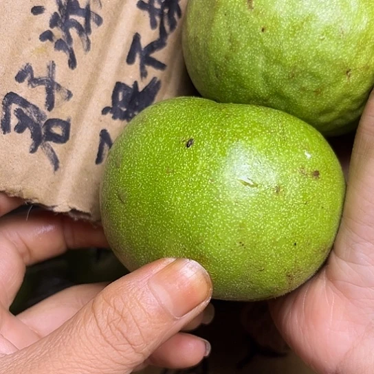树***伤核桃手串/手链龙鼎