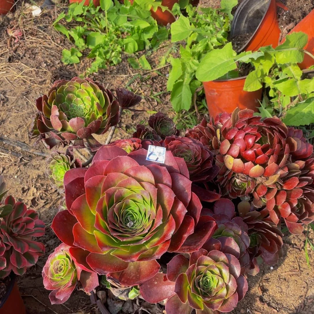 不包断枝3鲜花老桩14鲜花