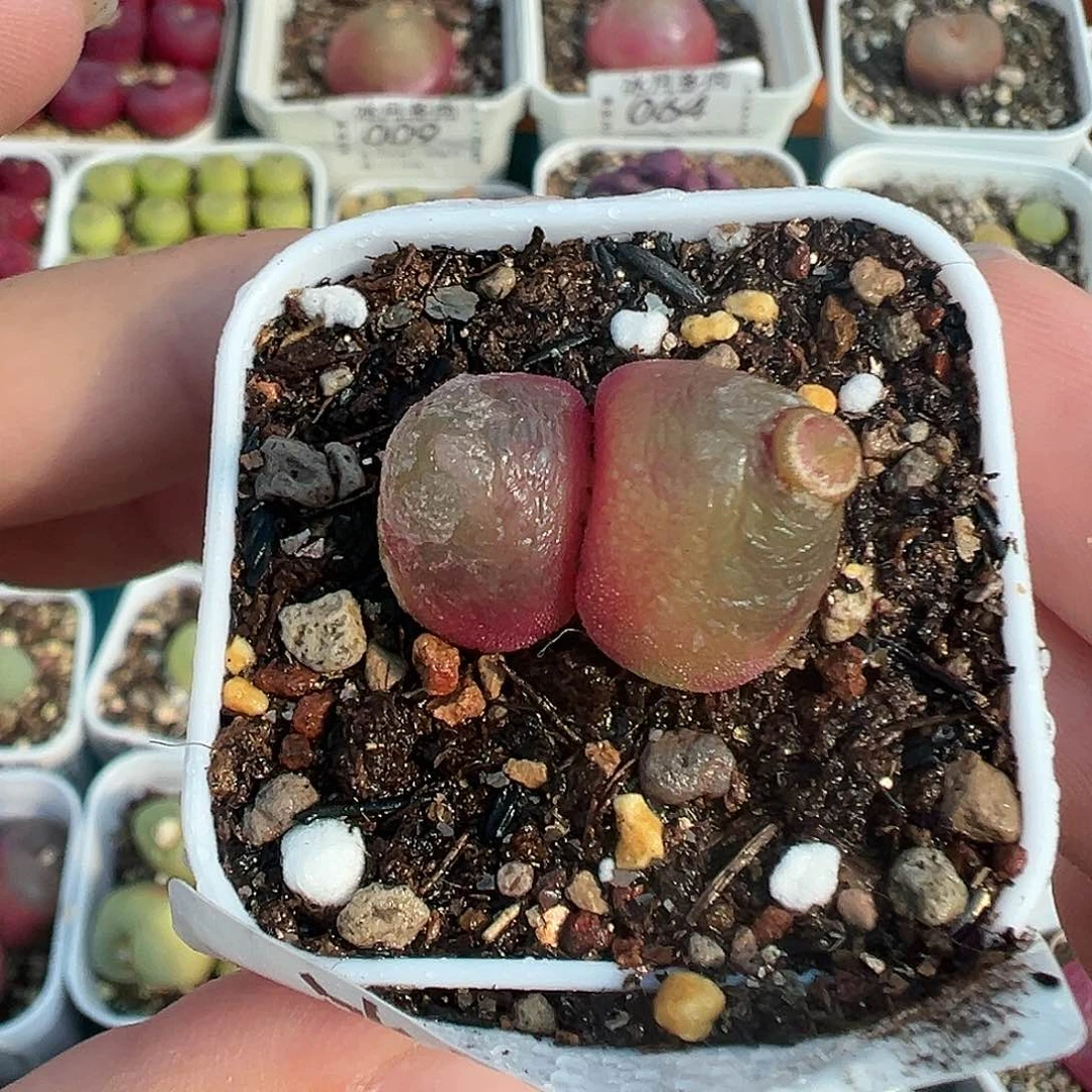 050灯泡双头带盆土发货