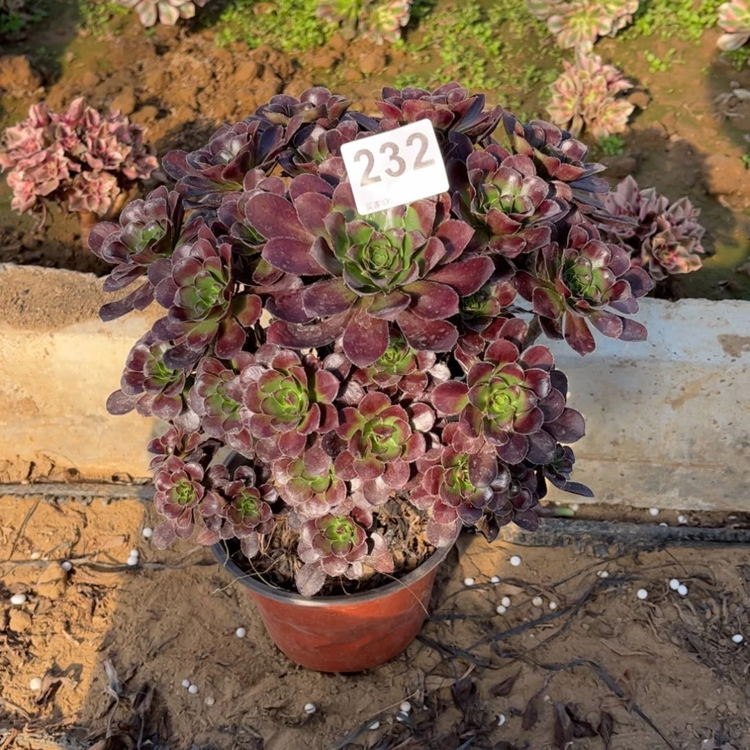 黑圆叶232不包断枝