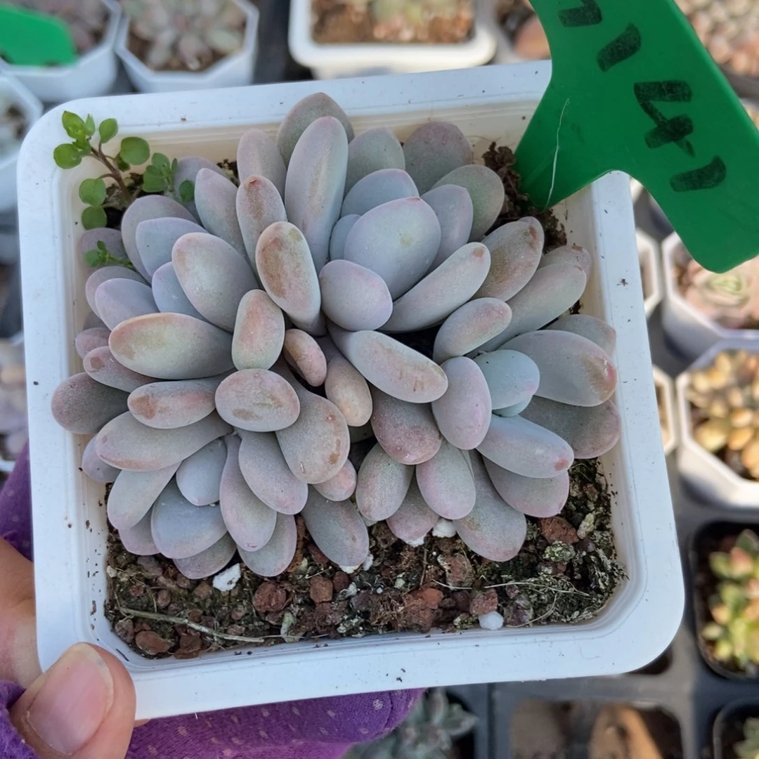 3141粉兔多肉植物多肉
