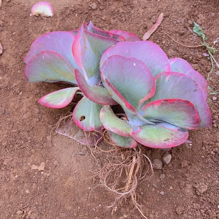 地栽唐印锦2棵小（包邮不包损）