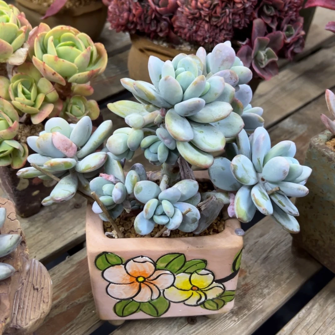 雪美人18 零零多肉植物