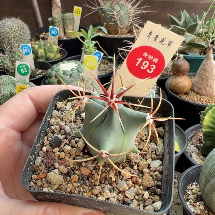 实生花刺春楼一棵仙人球